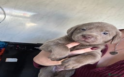 Labrador Retriever dogs for sale: Stunning silver Labradors  - Image 20