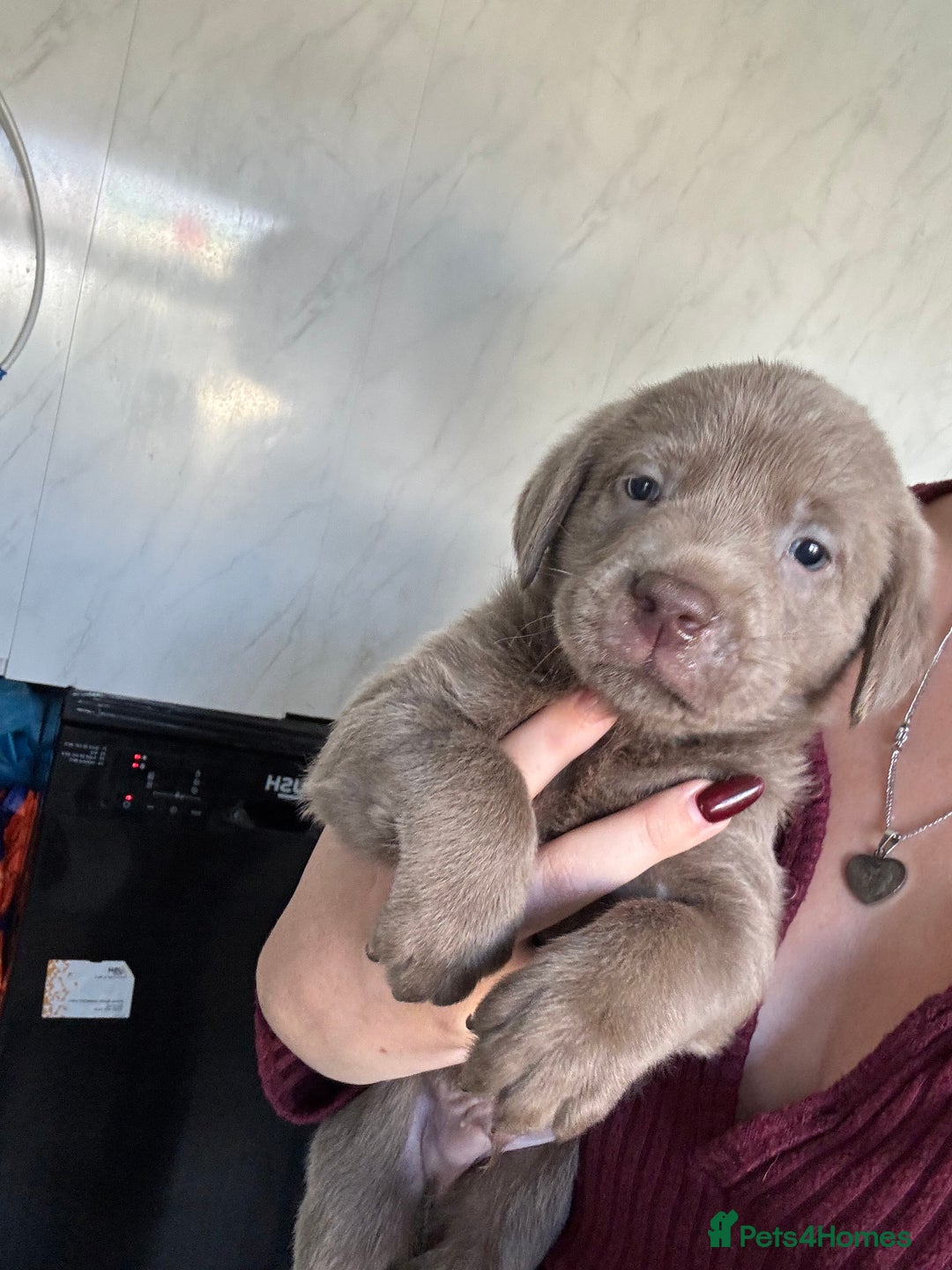 Labrador Retriever dogs for sale: Stunning silver Labradors  - Image 20