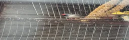 Mixed Breed birds for sale:  Star, Gouldians, Grass Finch and canaries - Advert 5