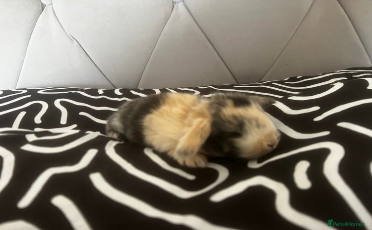 Mini Lop rabbits - Advert 34