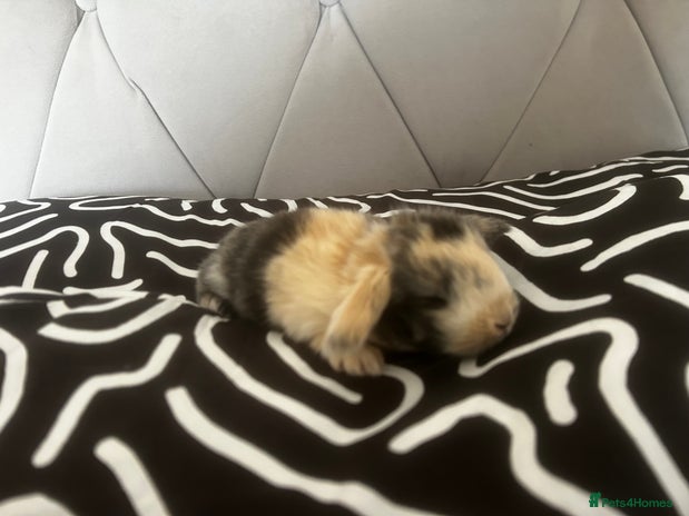 Mini Lop rabbits - Advert 23