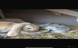Mini Lop rabbits for sale: *READY NOW* Beautiful Lop eared Rabbits - Image 5