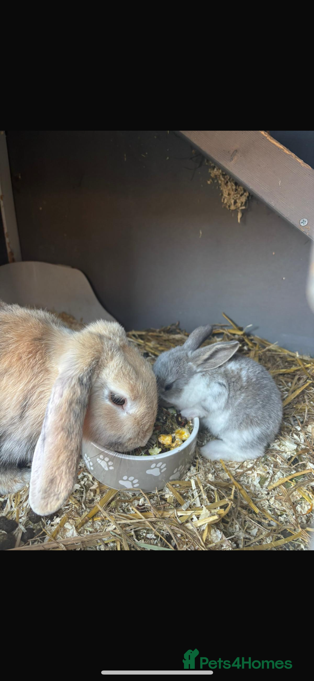 Mini Lop rabbits for sale: *READY NOW* Beautiful Lop eared Rabbits - Image 5