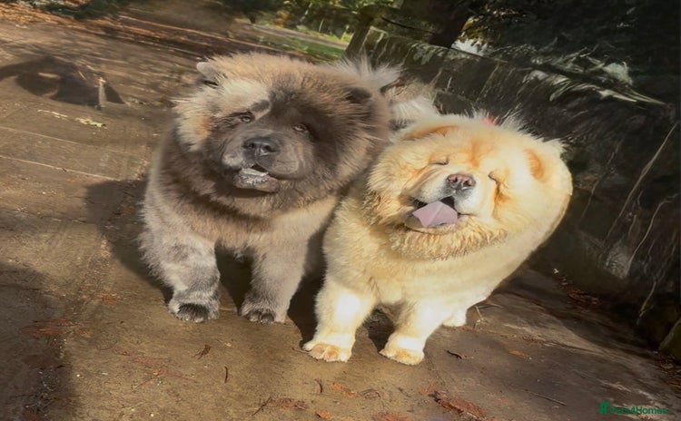 Chow Chow dogs - Advert 3