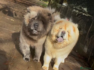 Chow Chow dogs - Advert 1