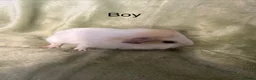 Guinea Pig rodents for sale: 2 Gorgeous male baby guinea pigs very tame - Advert 8
