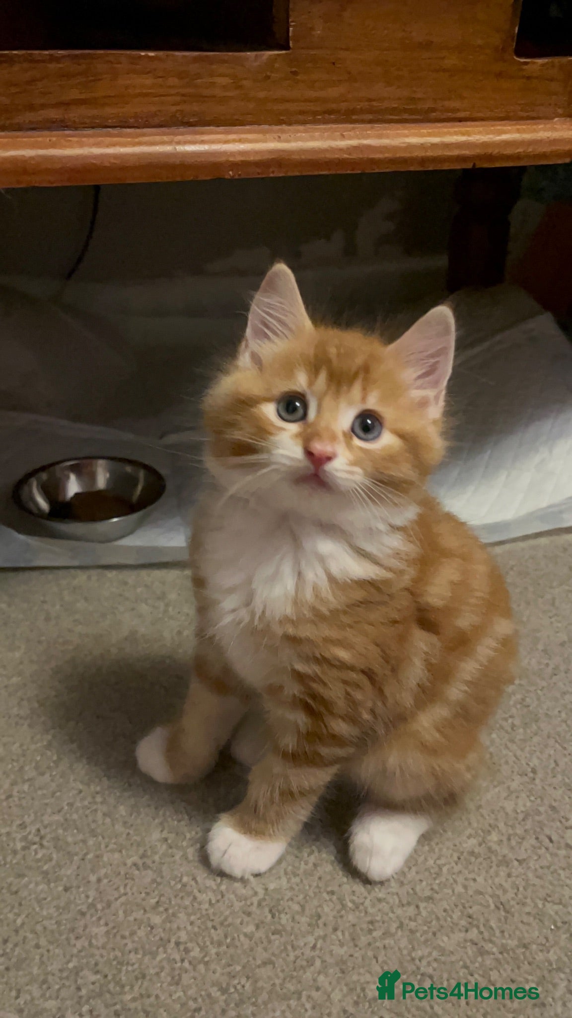 Siberian cats 1 Mixed Boy Kitten Looking for His Forever Home  - Advert 1