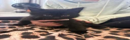 Mixed Breed cats for sale: Make and female kittens  - Advert 4