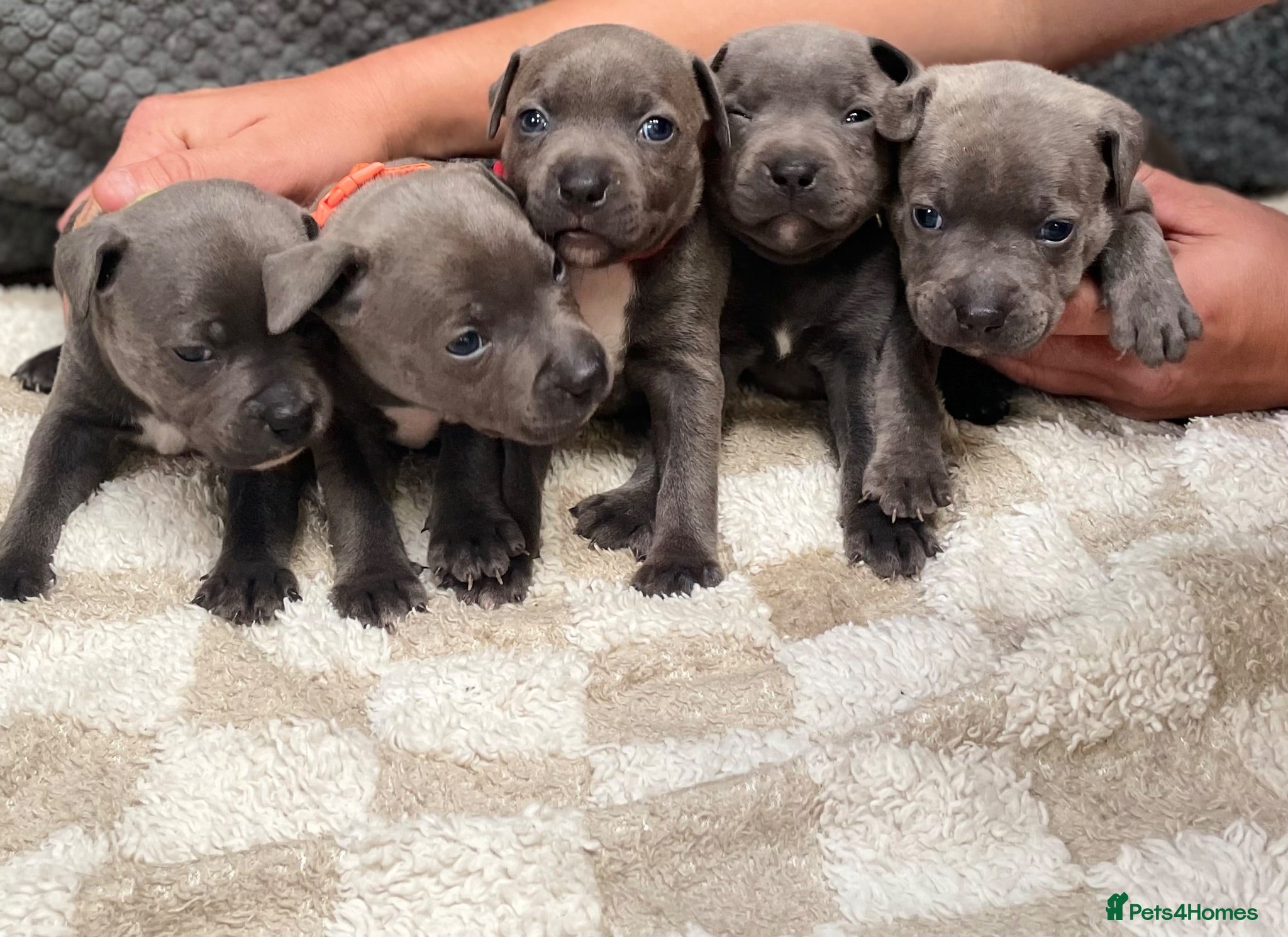 Staffordshire Bull Terrier dogs 9 gorgeous blue Staffordshire bull terrier  - Advert 1