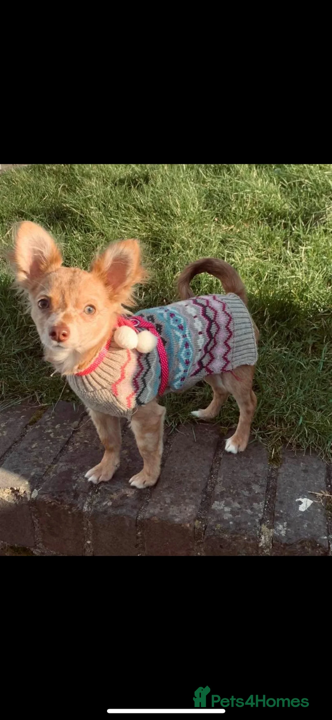 Chihuahua dogs for sale: Beautiful chihuahuas  in Purfleet - Advert 1