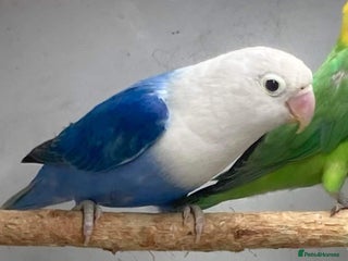 Lovebirds birds Blue opaline female proven hen nr pershore Worcs - Advert 4