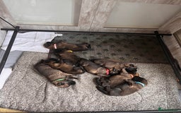 Mixed Breed dogs for sale: Adorable litter of 'shepinois' - Image 1