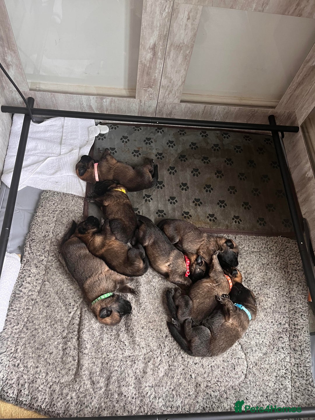 Mixed Breed dogs for sale: Adorable litter of 'shepinois' - Image 1