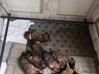 Mixed Breed dogs - Advert 1