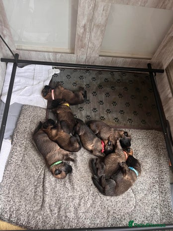 Mixed Breed dogs - Advert 1