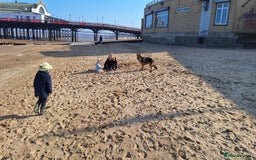 German Shepherd dogs for sale: Bella is looking for forever home - Image 15