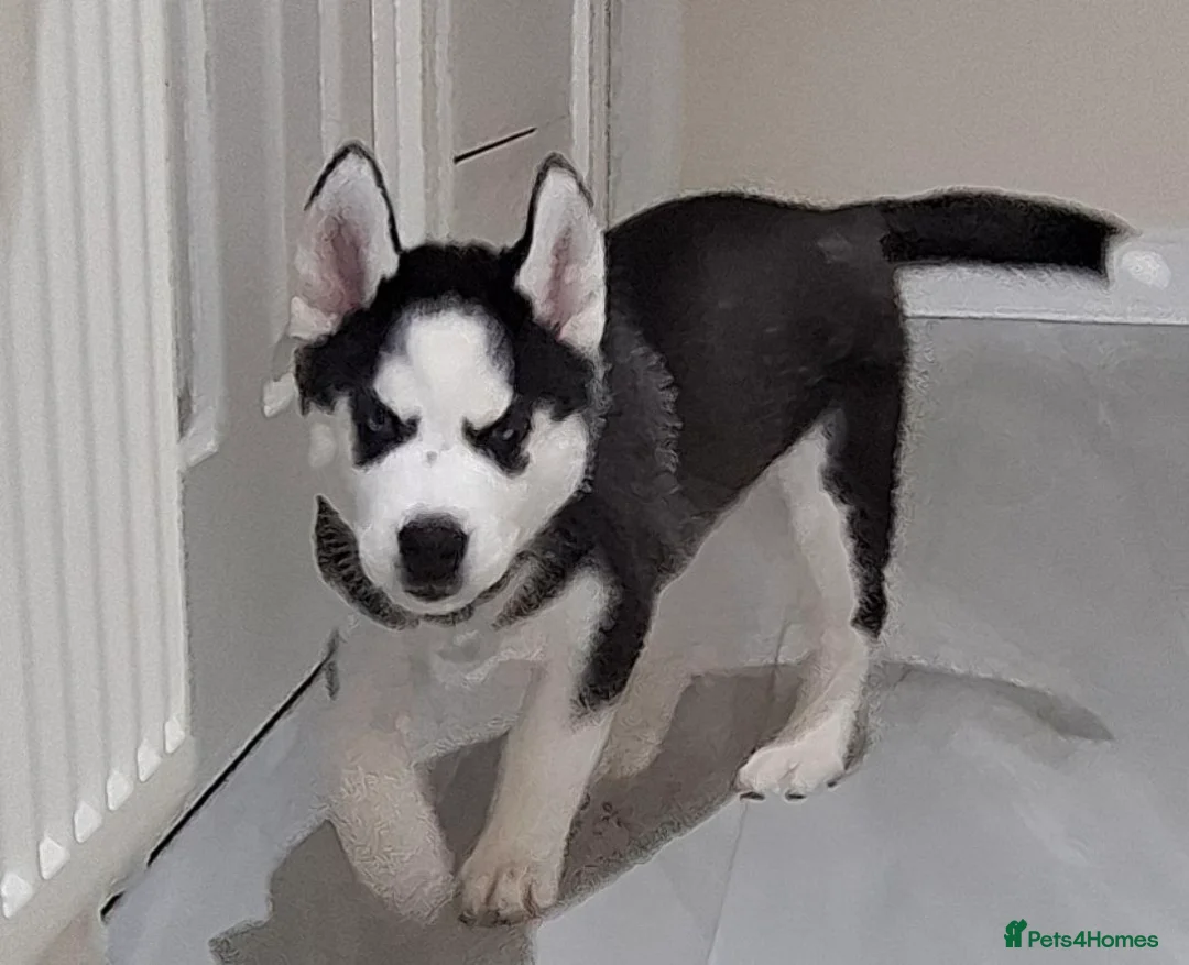 Siberian Husky dogs for sale: Siberian Huskies- BIG and WOOLY (4 Female, 1 Male) - Advert 19