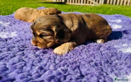 Mixed Breed dogs for sale: Schnoodle Babies 🐾🐾🐾 - Image 9