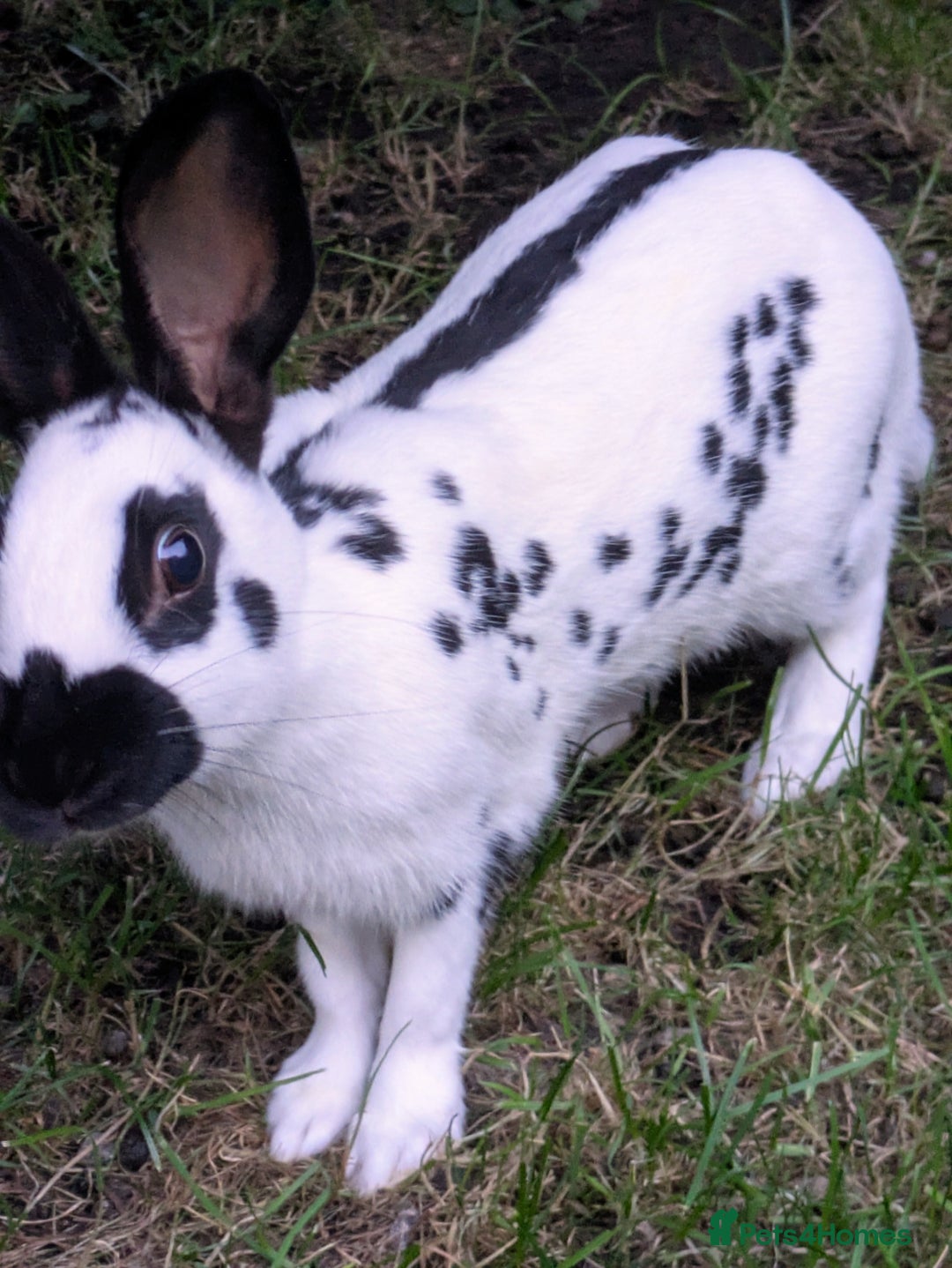 English Spot rabbits for sale: English Spot Doe - Image 5