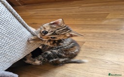 Mixed Breed cats for sale: Mixed breed kittens  - Image 6