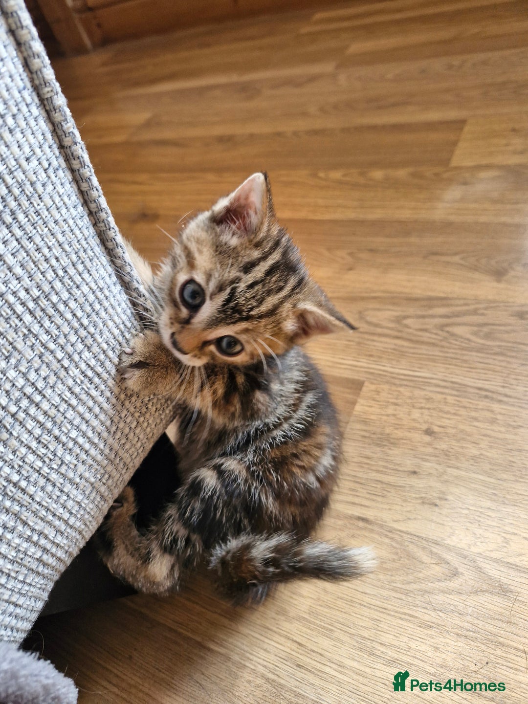 Mixed Breed cats for sale: Mixed breed kittens  - Image 6