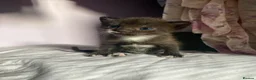 Domestic Shorthair cats for sale: 2 Male kittens - Advert 5