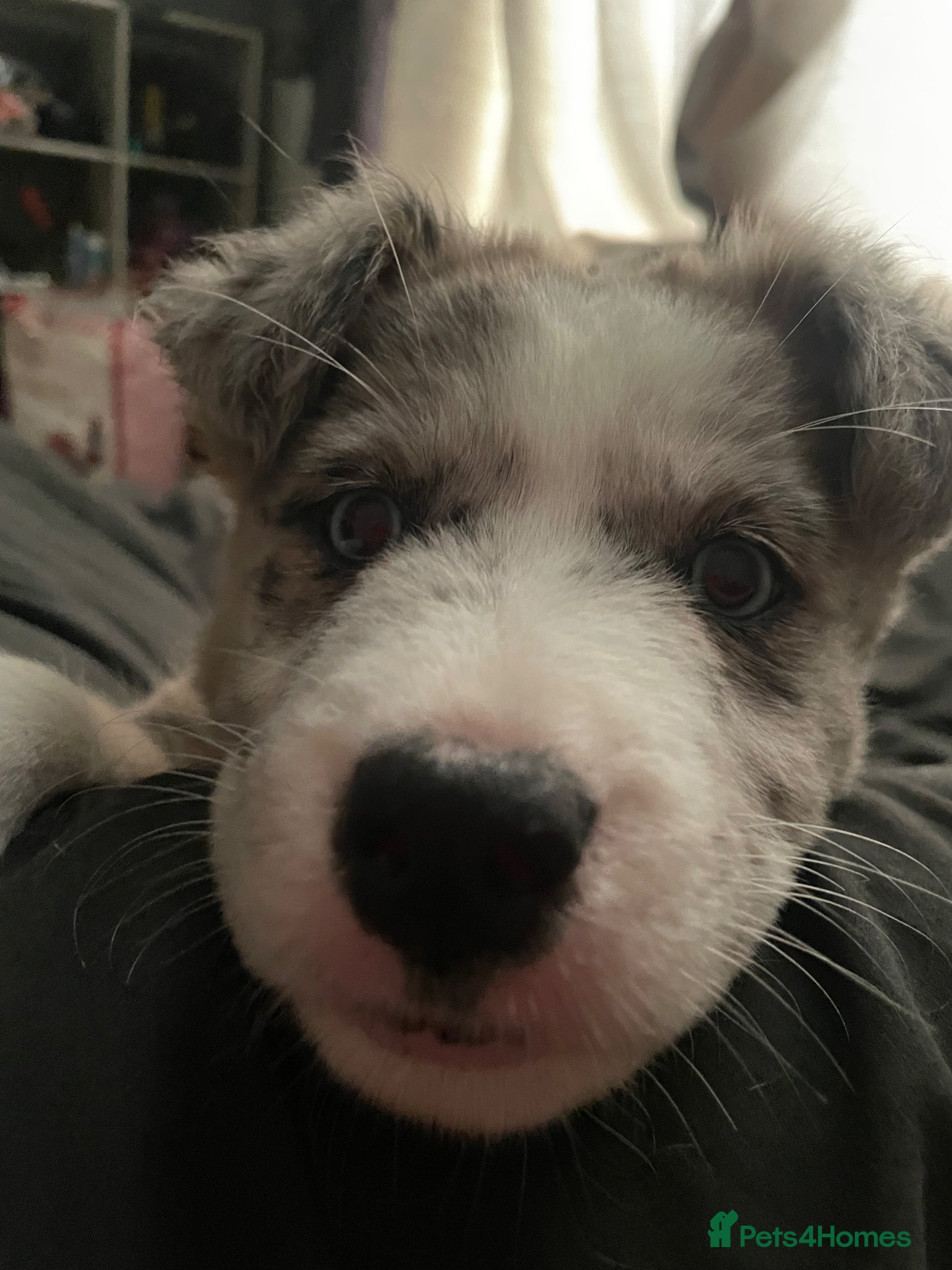 Mixed Breed dogs Siberian husky X Caucasian Shepard & pocket bully - Advert 1