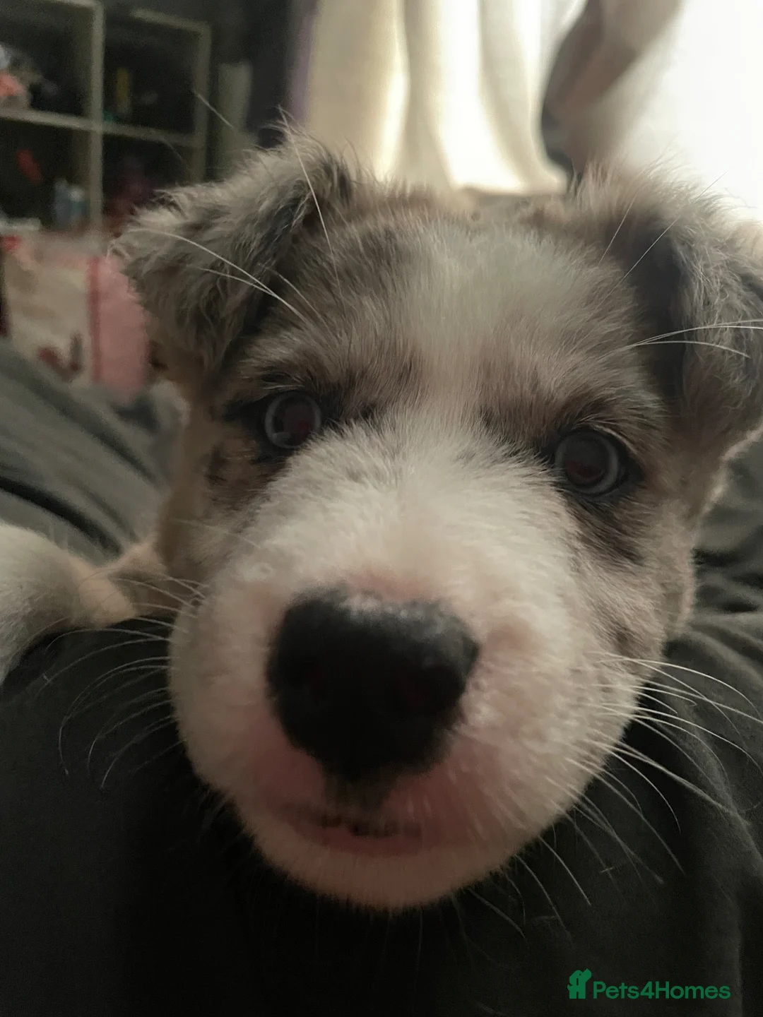 Mixed Breed dogs for sale: Siberian husky X Caucasian Shepard & pocket bully in Mold - Advert 1