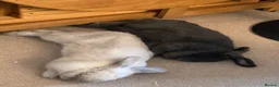Mini Lop rabbits for sale: White Mini Lop needs loving home. FREE ROAM.  - Advert 3