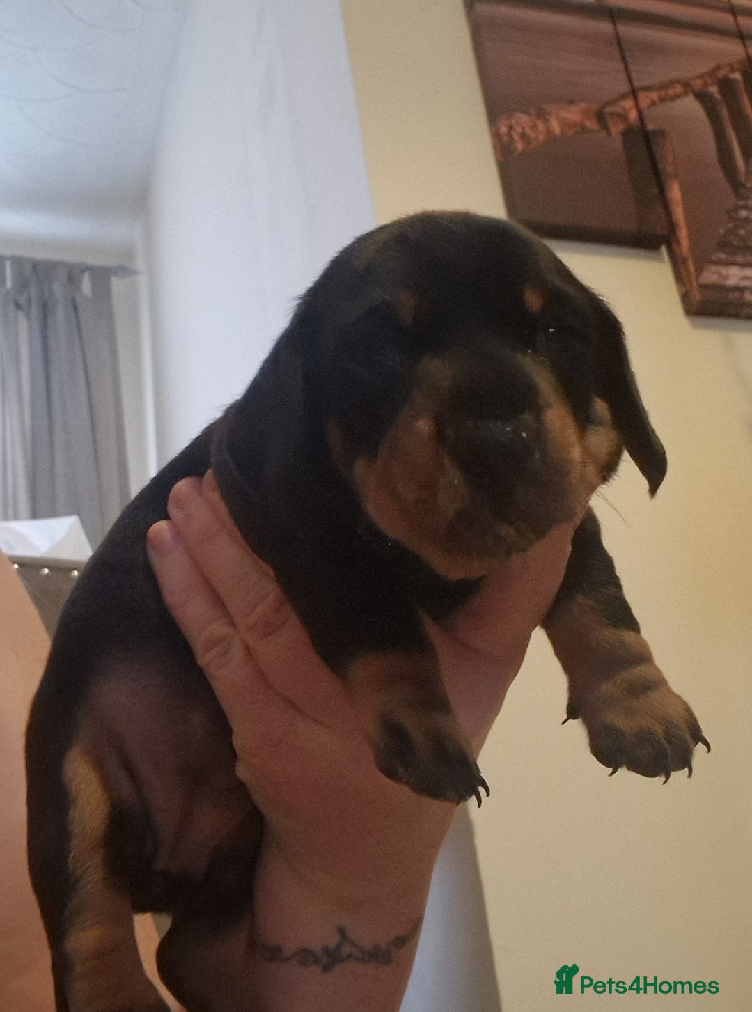 Miniature Dachshund dogs for sale: 2 adorable chunky miniature dachshund  - Image 9