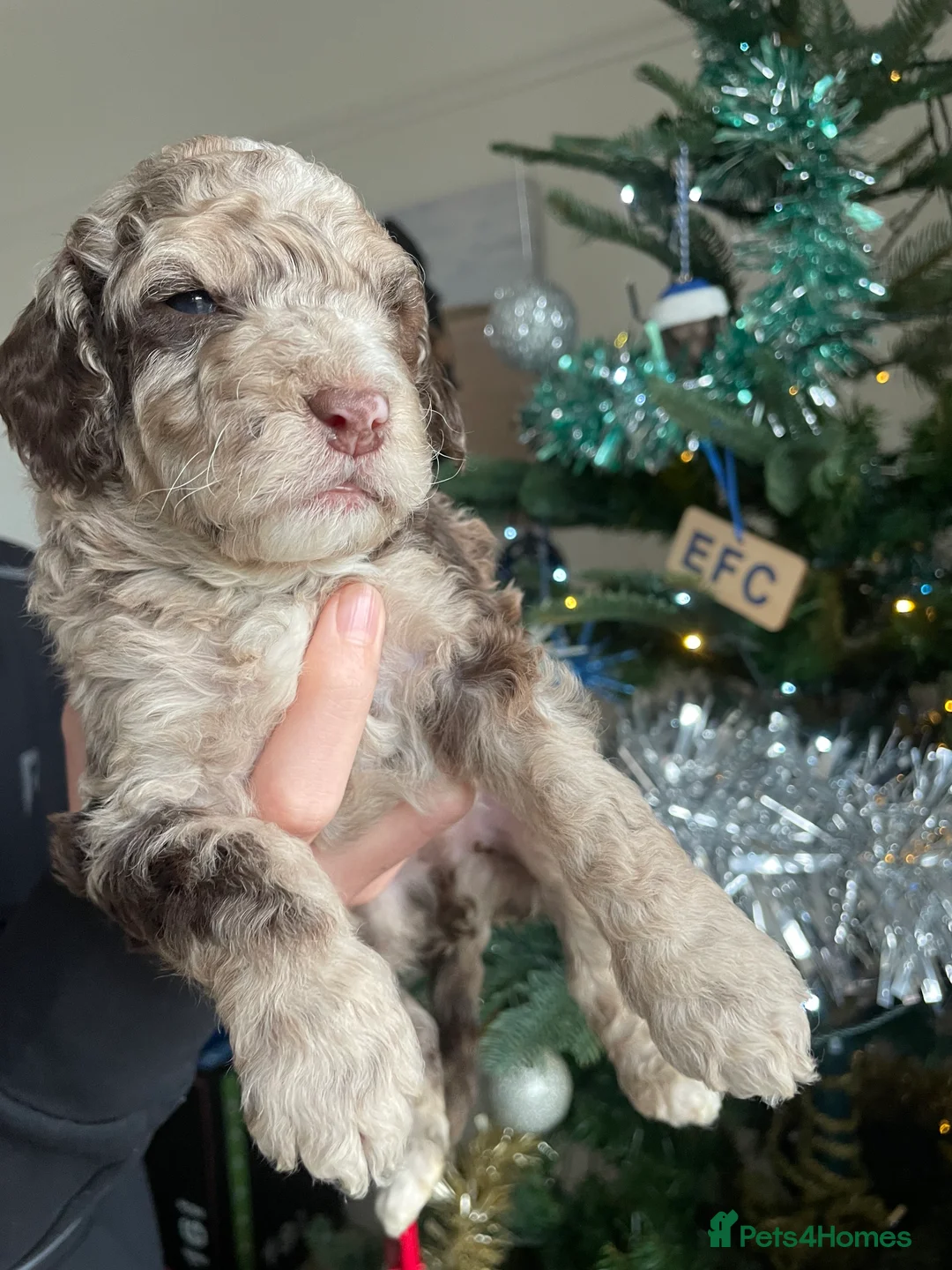 Cockapoo dogs for sale: Cockapoo F1b Puppies born 8 December  - Advert 12