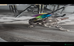 Bengal cats for sale: Breed quality silver bengal kittens 🐆💎🤍🩶🖤 - Image 24