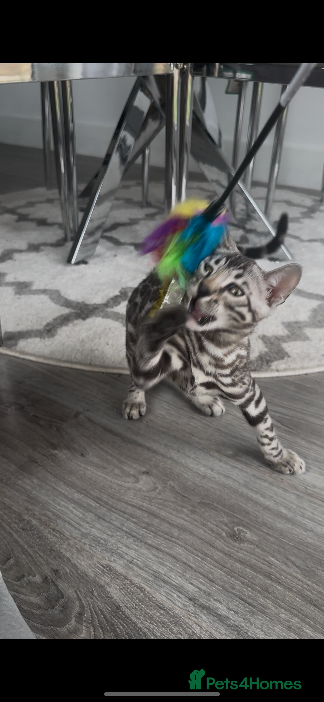 Bengal cats for sale: Breed quality silver bengal kittens 🐆💎🤍🩶🖤 - Image 24