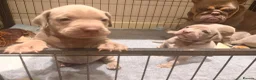 Mixed Breed dogs for sale: Beautiful Bullmaraner Puppies x 5  - Advert 11