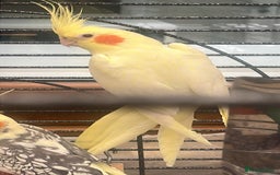 Cockatiels birds for sale: Pair of young cockatiels  - Image 2