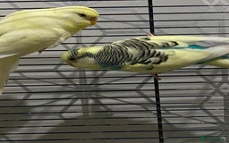Budgerigars birds for sale: Budgies for sale - £15 each clearance - Image 4