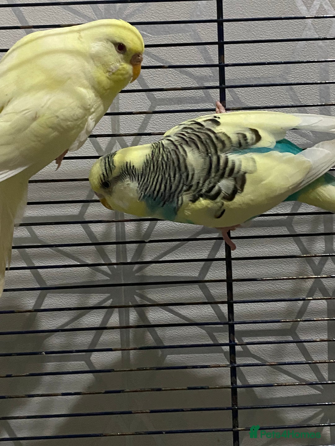 Budgerigars birds for sale: Budgies for sale - £15 each clearance - Image 4