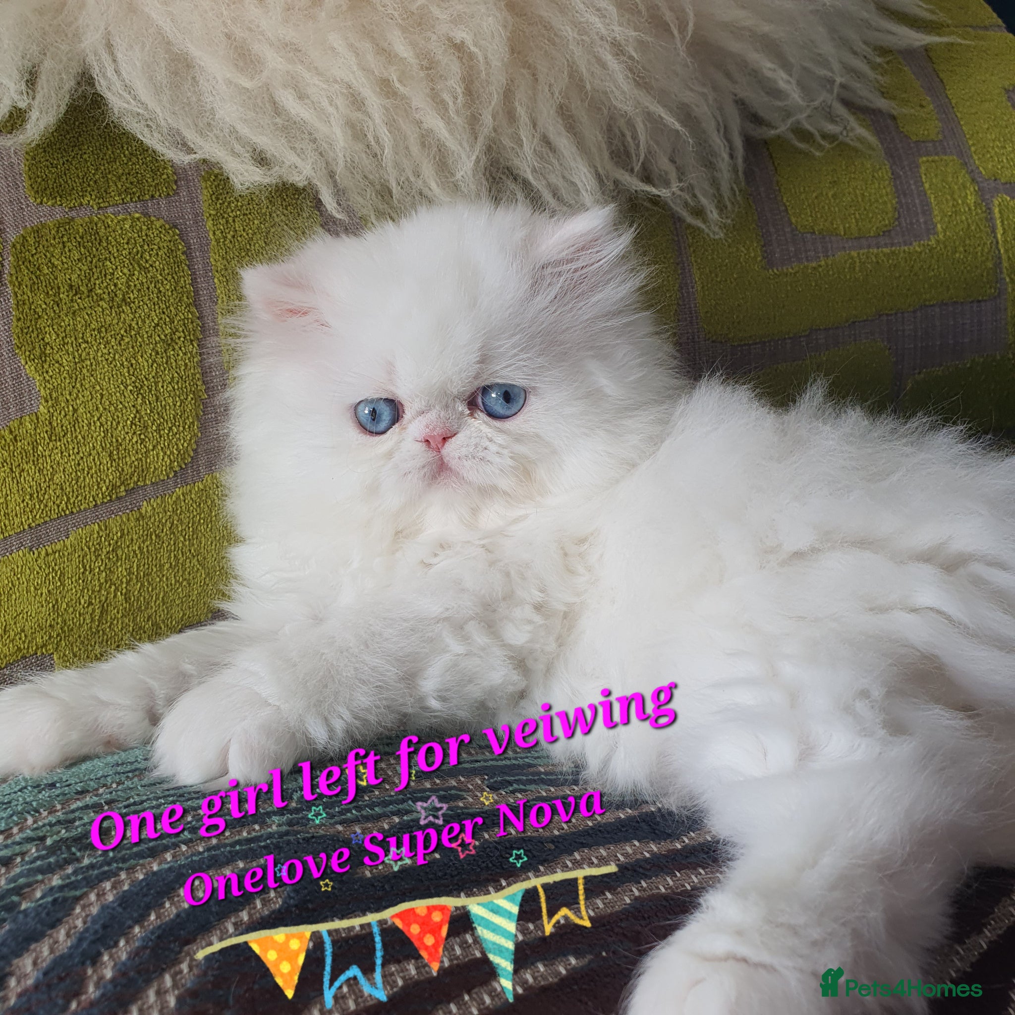Persian cats GCCF Persian Kitten ONE GIRL LEFT FOR VEIWING 😸  - Advert 15