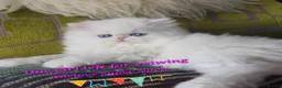 Persian cats for sale: 🎀🎀 GCCF Persian Kitten 🎀🎀 - Advert 3
