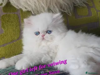 Persian cats GCCF Persian Kitten ONE GIRL LEFT FOR VEIWING ๐ธ - Advert 1