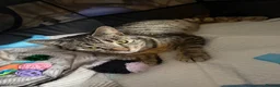 Mixed Breed cats for sale: Tabby kittens - Advert 1