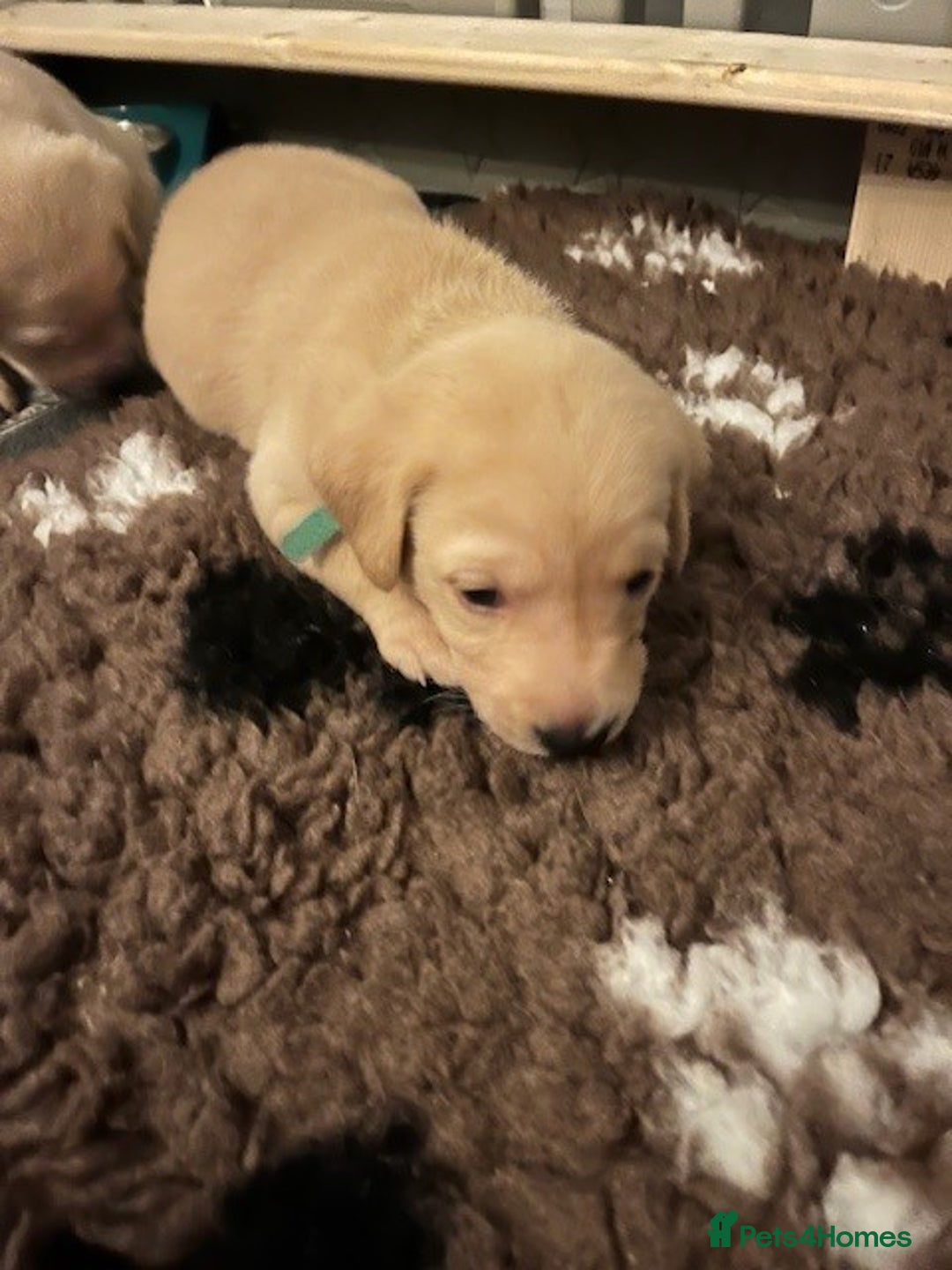 Labrador Retriever dogs for sale: Labrador Retriever Puppies for sale  - Advert 33