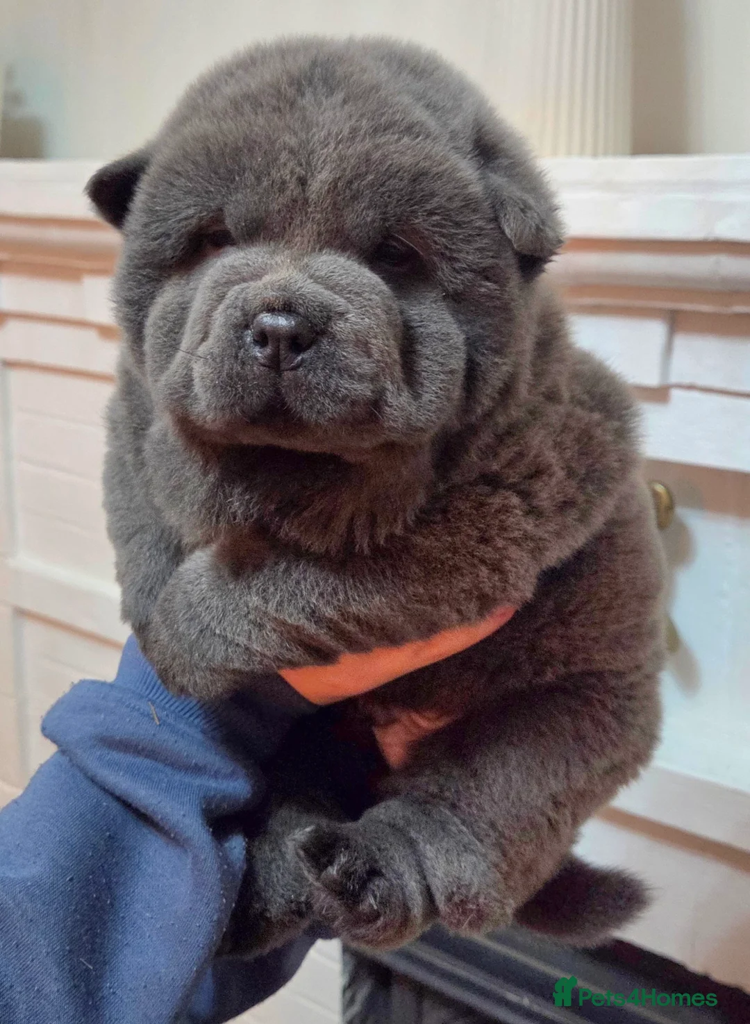 Chow Chow dogs for sale: Chow chow puppies  - Advert 16