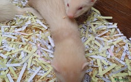 Ferret rodents for sale: Ferret kits for sale - Image 4