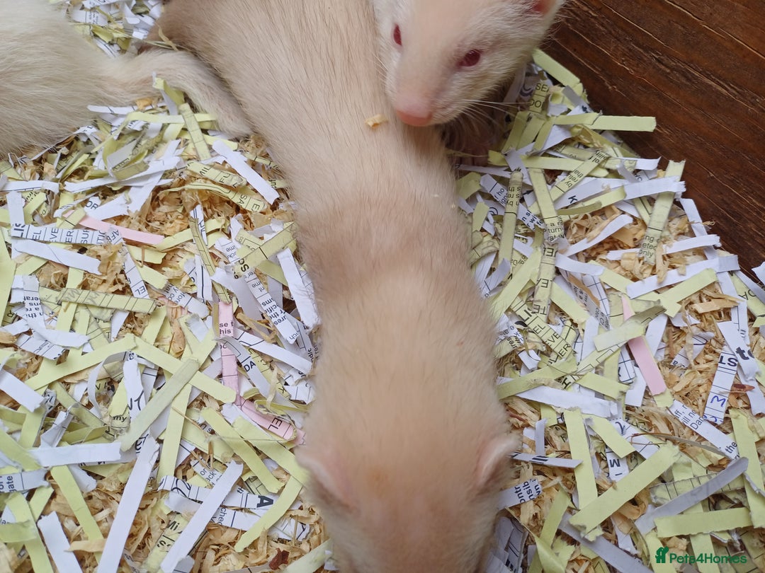 Ferret rodents for sale: Ferret kits for sale - Image 4
