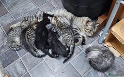 Maine Coon cats for sale: Maine coon cross kittens  - Advert 7