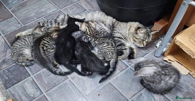 Maine Coon cats Maine coon cross kittens  - Advert 2