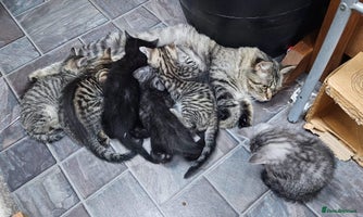 Maine Coon cats Maine coon cross kittens - Advert 2