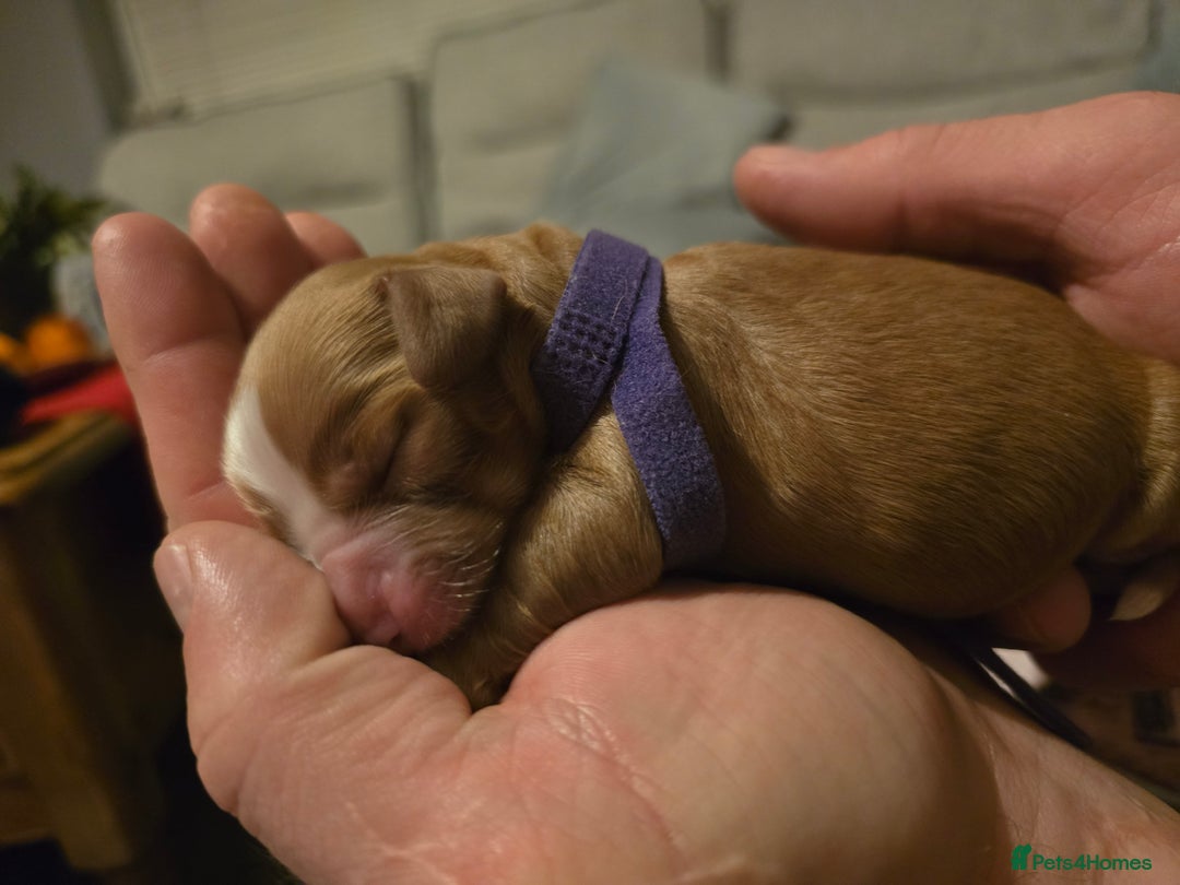 Cocker Spaniel dogs for sale: 5 beautiful cocker spaniel puppies - Advert 6