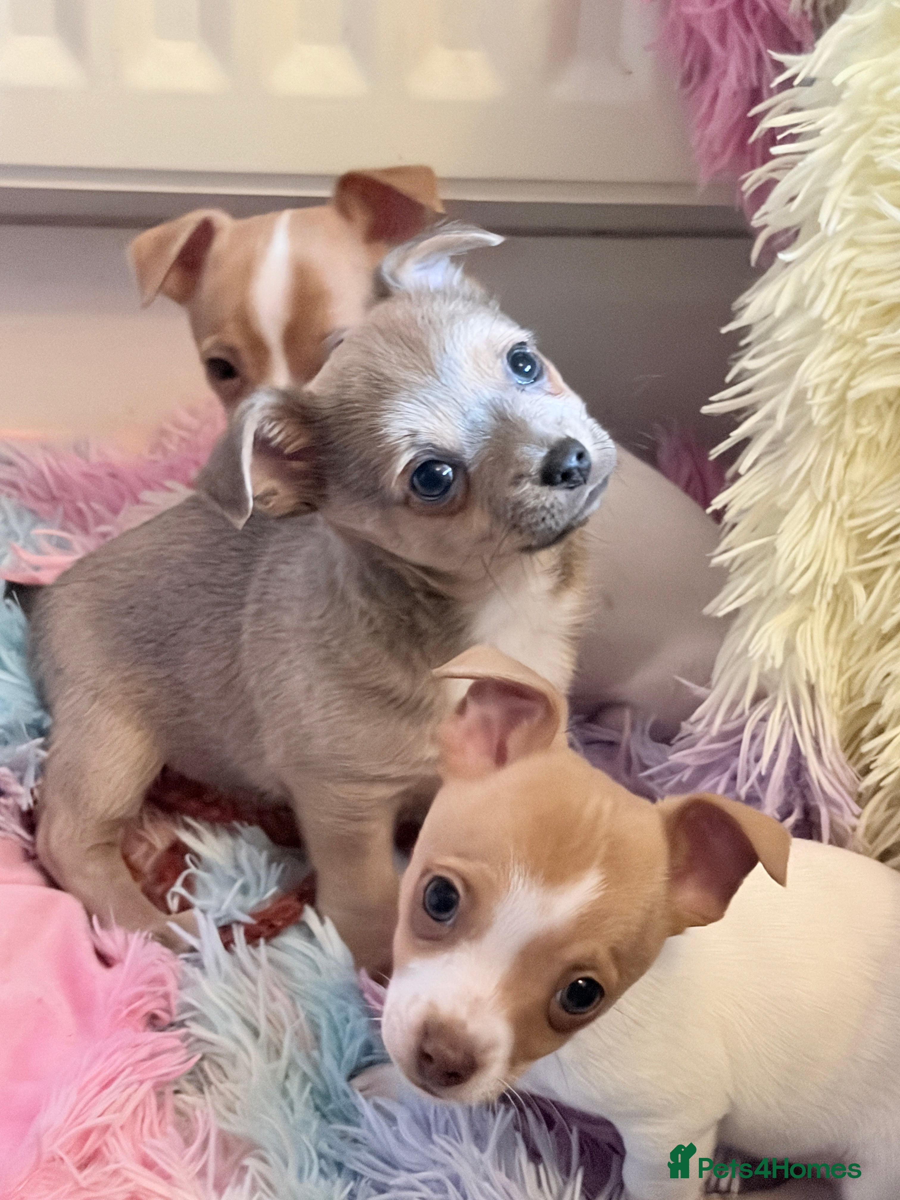 Mixed Breed dogs Chi-Jack-Weenie puppies - Advert 2